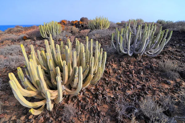 Saftiga cactus växt i öknen — Stockfoto