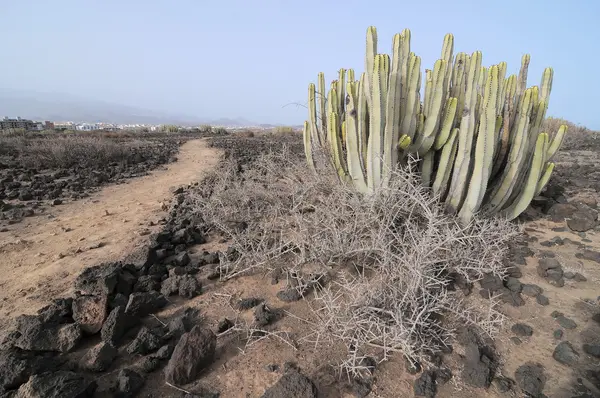 Kaktus i öknen — Stockfoto