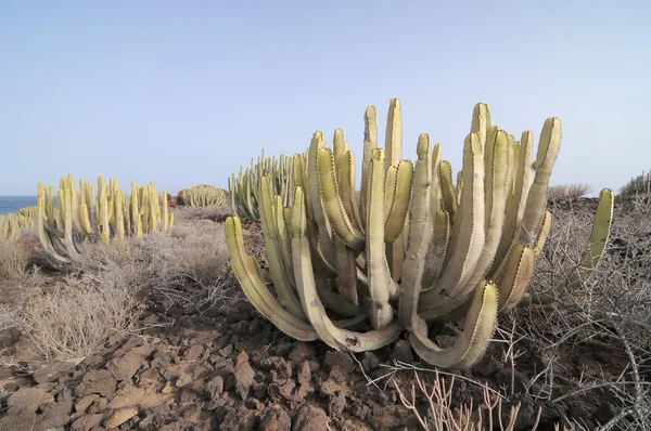 Cacto no deserto — Fotografia de Stock