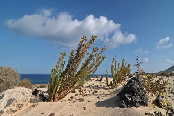 Plantas en el desierto — Foto de Stock