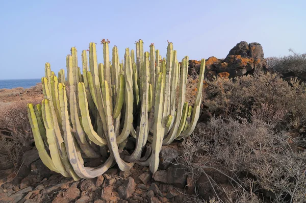 Planta de cacto suculenta no deserto — Fotografia de Stock