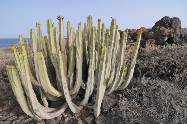 Planta de cacto suculenta no deserto — Fotografia de Stock