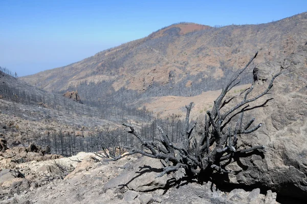Последствия пожара в лесу — стоковое фото