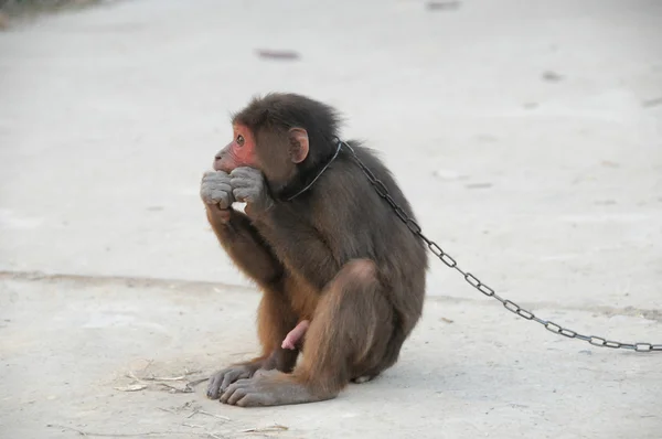 Brązowy małpa w łańcuchach — Zdjęcie stockowe