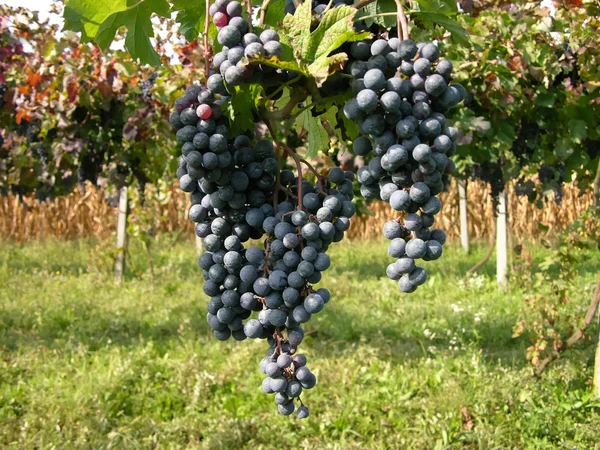 Grapefrukt redo att producera rött vin — Stockfoto