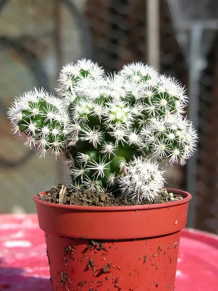 多肉植物 — ストック写真