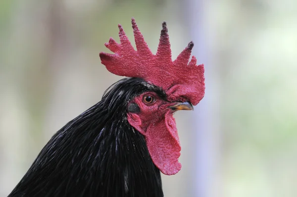 Cabeça de pau — Fotografia de Stock