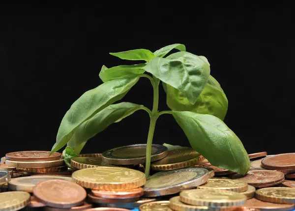Planta verde e moedas — Fotografia de Stock