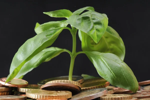 Groene plant en munten — Stockfoto