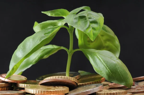 Planta verde y monedas —  Fotos de Stock