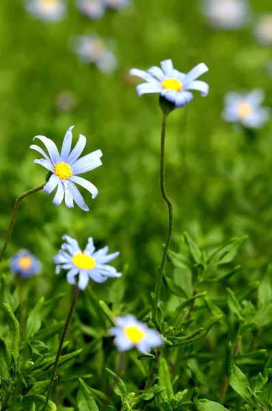 Renkli çiçekler — Stok fotoğraf