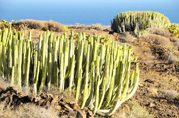 Green Big Cactus in the Desert — Stock Photo, Image