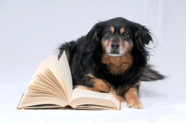 Czytanie pies — Zdjęcie stockowe