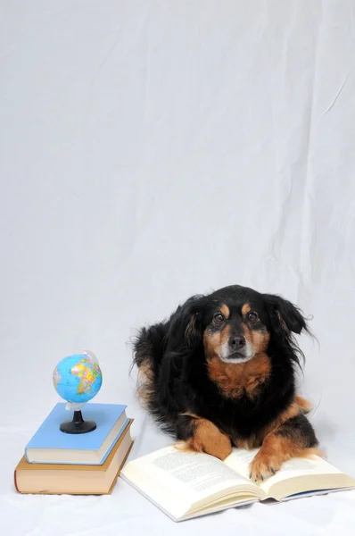 Čtení pes — Stock fotografie