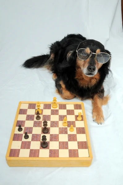 Cão inteligente jogando xadrez — Fotografia de Stock