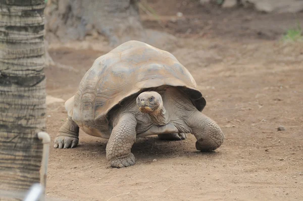 Very Big Brown Tortoise on a Brown Floor — Stock Photo, Image