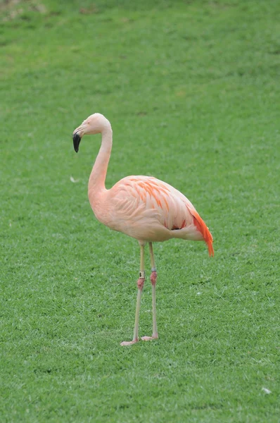 床にピンクのフラミンゴの鳥 — ストック写真