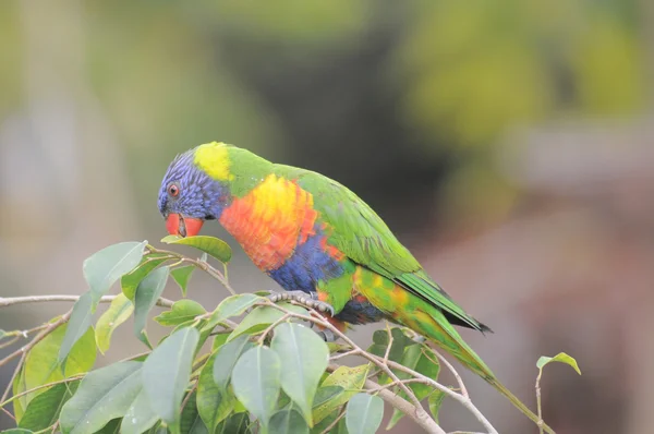 One Very Colored Parrot — Stock Photo, Image