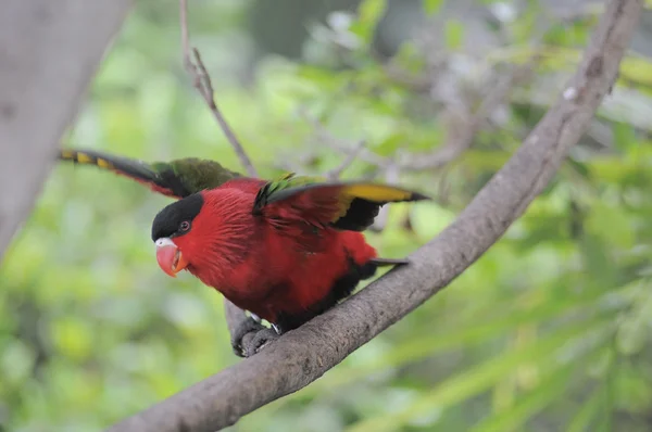 One Very Colored Parrot — Stock Photo, Image