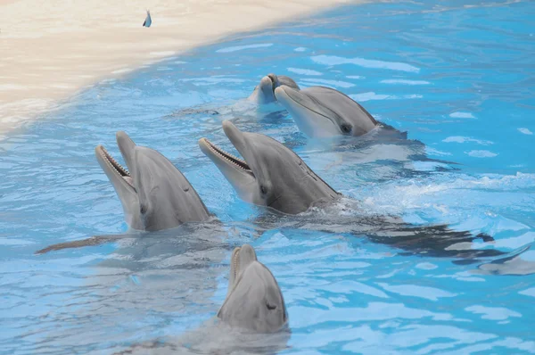 Dauphin gris sur une eau très bleue — Photo