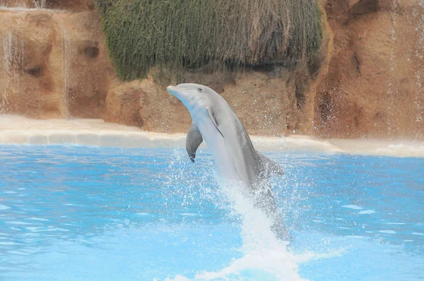 Grå delfiner på ett mycket blått vatten — Stockfoto