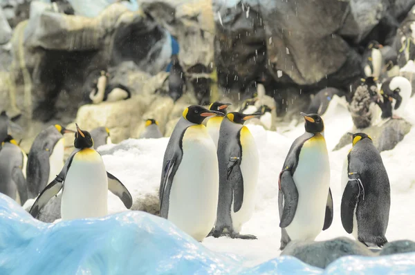 Schwarz-weiß gefärbter Pinguin — Stockfoto