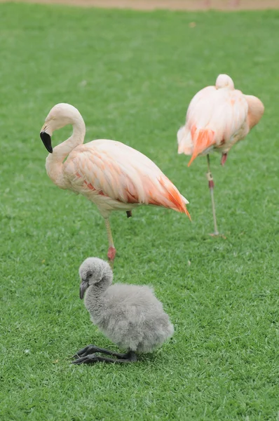 床にピンクのフラミンゴの鳥 — ストック写真