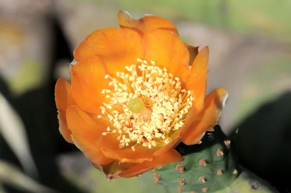 Flor de cacto — Fotografia de Stock