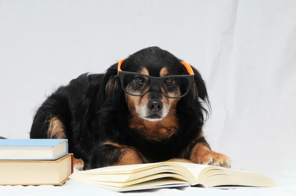 Reading Dog — Stock Photo, Image
