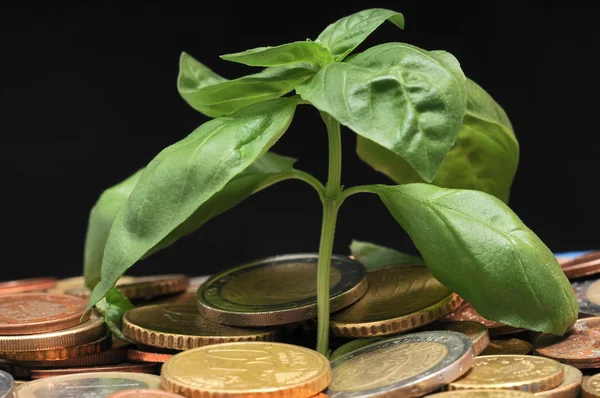 Planta verde e moedas — Fotografia de Stock