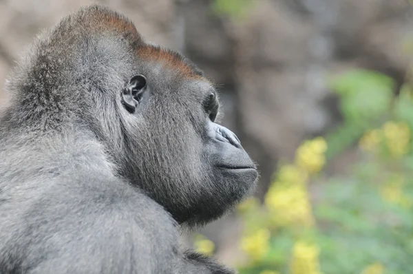 En vuxen svart gorilla — Stockfoto