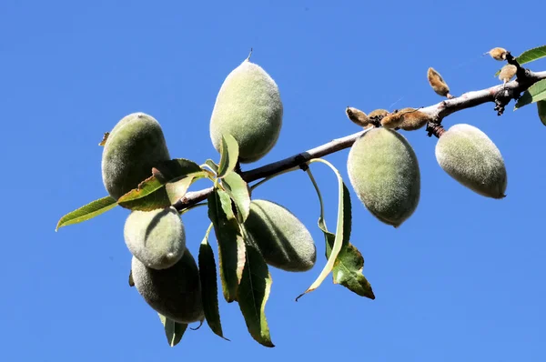 Poda não madura — Fotografia de Stock