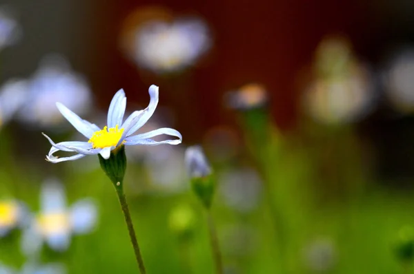 Flores coloridas — Fotografia de Stock