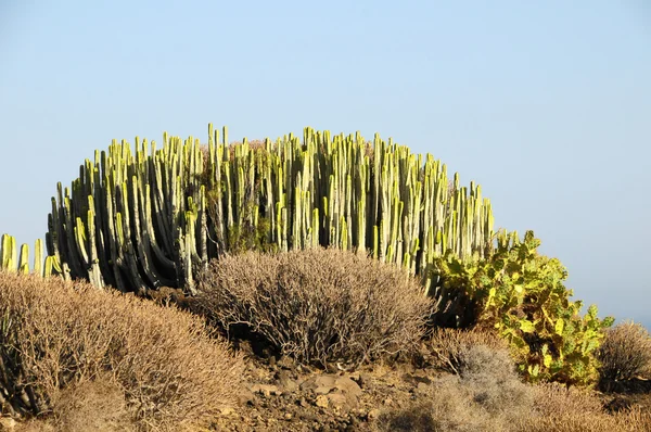 Groene grote cactus in de woestijn — Stockfoto