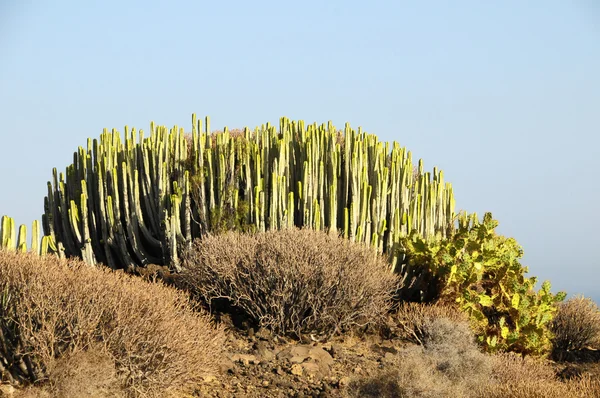 Grande cacto verde no deserto — Fotografia de Stock