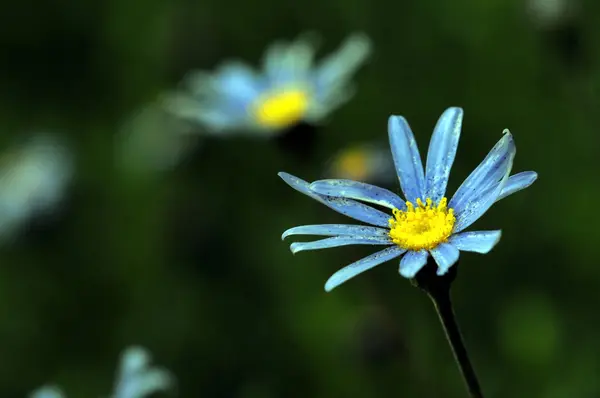 Fleurs colorées — Photo