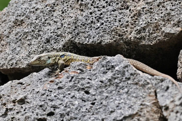Jaszczurka Wysp Kanaryjskich — Zdjęcie stockowe