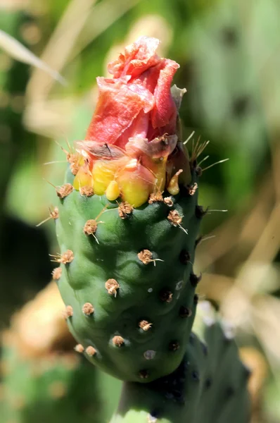 Fleur de cactus — Photo