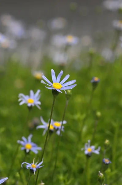 Gekleurde bloemen — Stockfoto