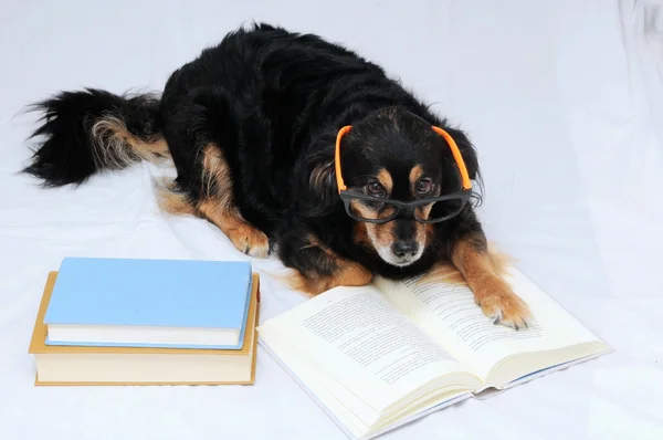 Cão de leitura — Fotografia de Stock