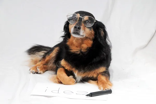 Ritning hund — Stockfoto