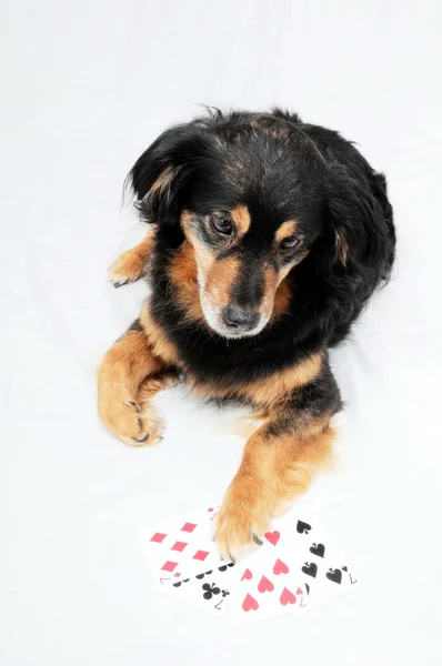 Cão de Poker — Fotografia de Stock