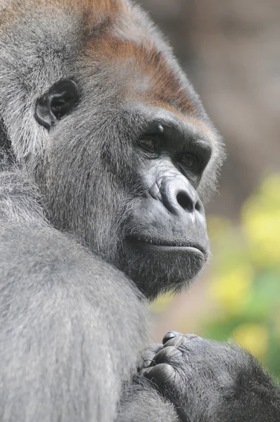 Bir yetişkin siyah goril — Stok fotoğraf