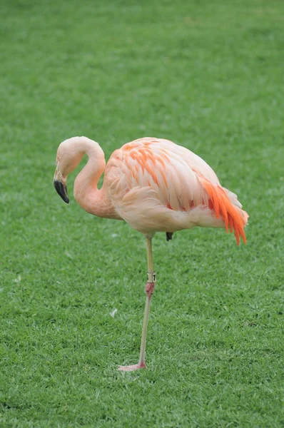 Roze flamingo vogel op de verdieping — Stockfoto