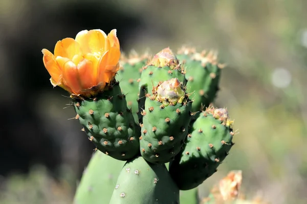 Kaktus blomma — Stockfoto