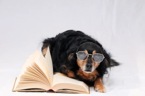 Reading Dog — Stock Photo, Image