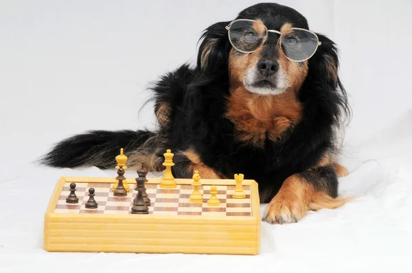 Smart hund spelar schack — Stockfoto