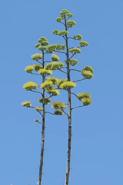 Gröna agave blommor — Stockfoto