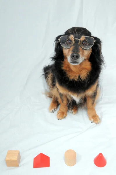 Test de IQ para perros —  Fotos de Stock