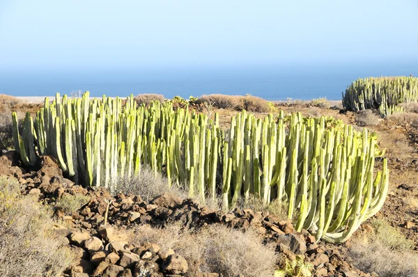 Green Big Cactus in the Desert — Stock Photo, Image